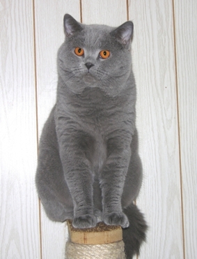 Aiden von den Nordb�ren.Deckkater in der Zucht vom Immenthal