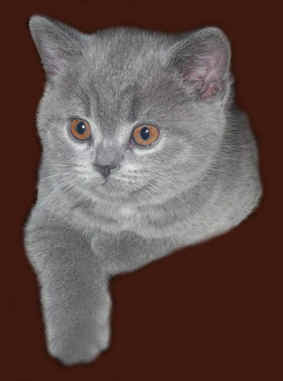 kart�userkitten