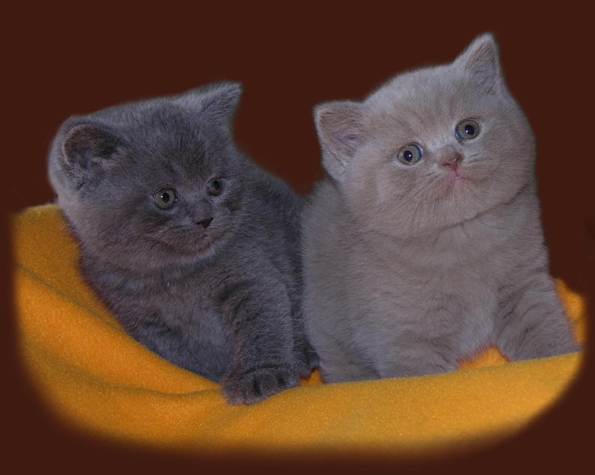 zwei süße Kitten vom Immenthal