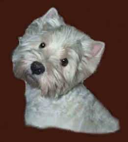 unser westhighland terrier lady