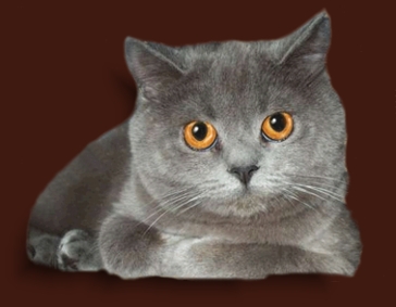 Kart�userkatze-chanel