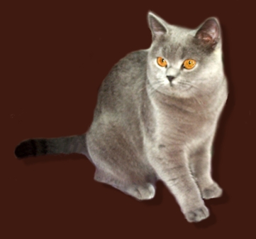 kart�userm�dchen-coco