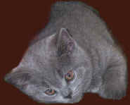 kart�userkitten