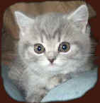 kart�userkitten