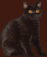 bkh-kart�userkitten-schwarz,unsere naomi