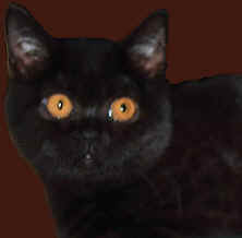 bkh-kart�userkitten-schwarz,unsere naomi