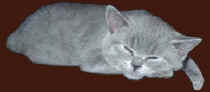 kart�userkitten ist ko.