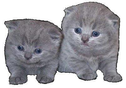 kart�userkitten