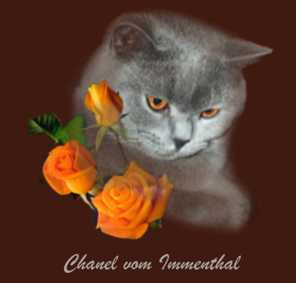 kart�userkatze chanel vom immenthal