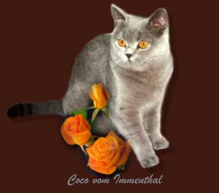 kart�userkatze coco vom immenthal