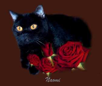 bkh-kart�userkatze schwarz,naomi