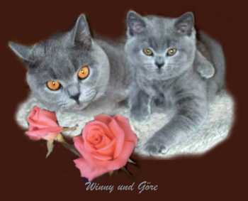 kart�userkatzen,winny+goere