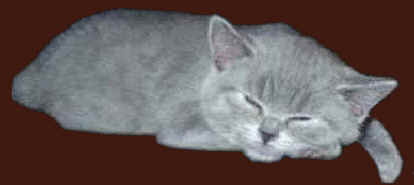 schlafendes kart�userkitten